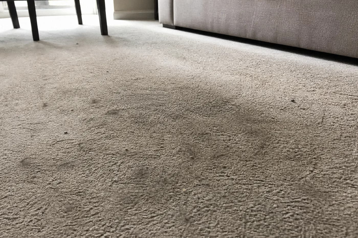 Pet-soiled carpet near sofa before cleaning